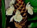 Cassumunar Ginger